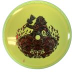 Axiom Crave - Neutron, 172